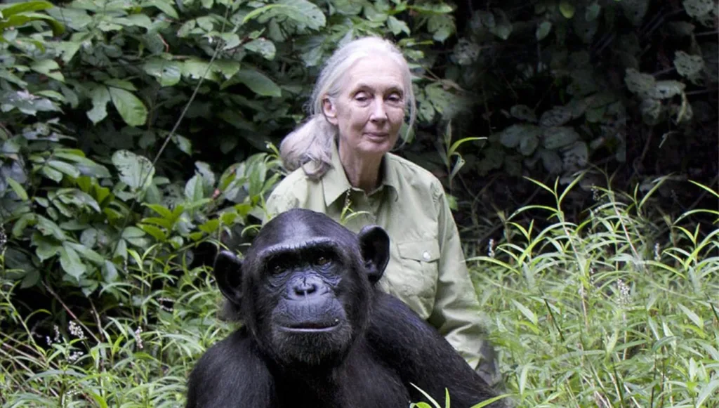 jane-goodall-chimpanzés