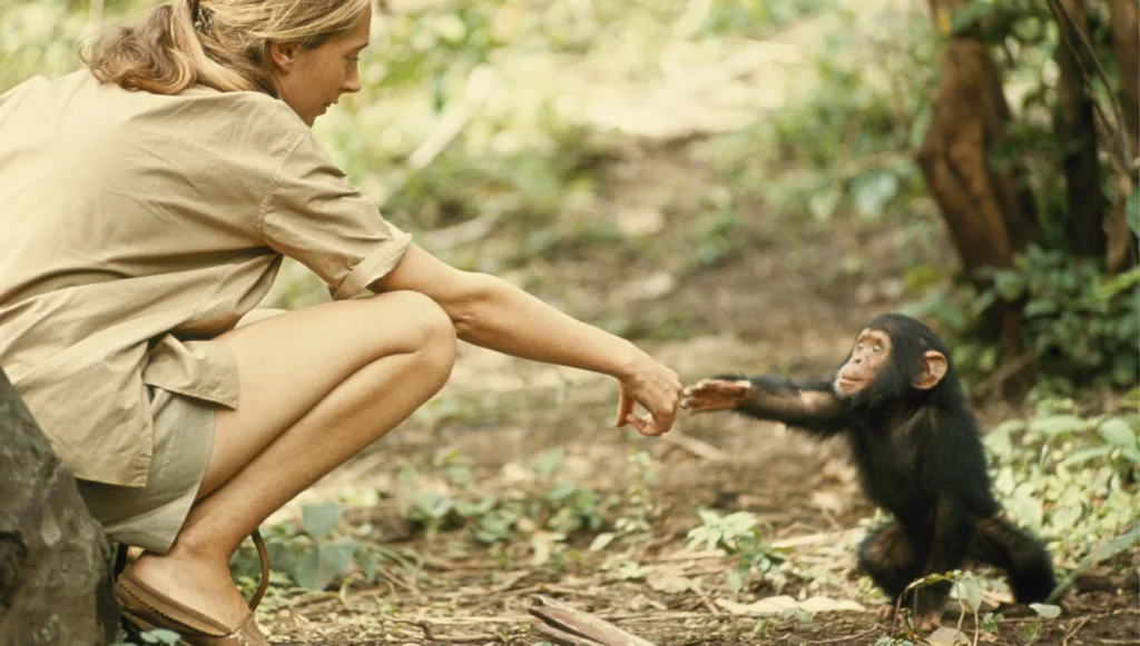 jane-goodall-chimpanzés