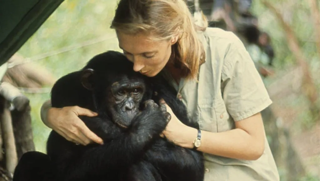 jane-goodall-chimpanzés